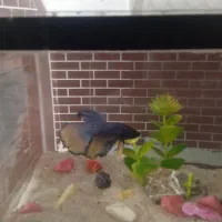 ماهی فایتر معاوضه