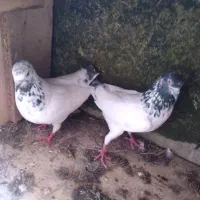 کبوتر|پرنده|خمام, |دیوار