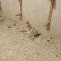 ساده لایی جوجه بای دادم