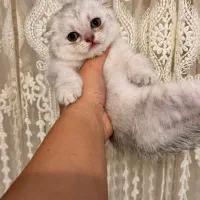 توله اسکاتیش فولد