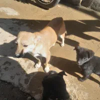 سلام ۳تاتوله سگ ۴ماه فیندو خیلی وزبان فهم دارم