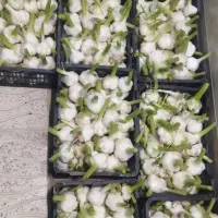 سیر خوراکی و بذری خشک درجه یک و ممتاز