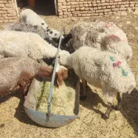 میش داشتی وگوشتی