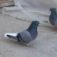کفتر یا کبوتر