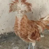 خروس 2عدد