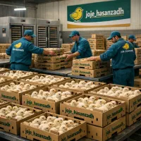 جوجه بوقلمون بیوتی گوشتی(قیمت فقط تماس)