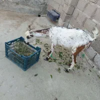 بزه
