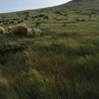 گوسفندفروشی