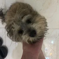 سگ  ۸ ماهه توله