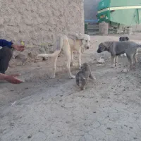 گمشده