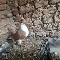 یک جفت ساده|پرنده|صادق آباد, |دیوار