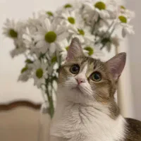 واگذاری