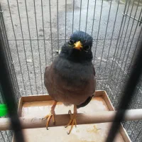 مرغ مینا کاملا اهلی سخنگو با قفس و غذای مخصوص
