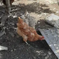 مرغ محلی تخم گزار