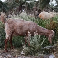 بوز گوشتی وداشتی