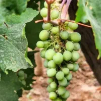 غوره ابدار تازه
