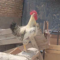 خروس جوان