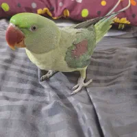 شاه طوطی