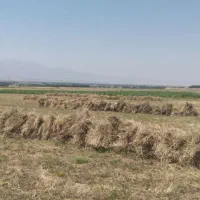علوفه‌ یونجا‌ خشه