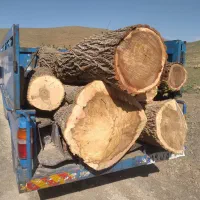 بهترین خریدار چوب