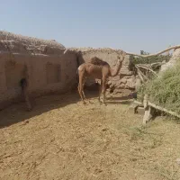 شتر
