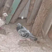 کبوتر|پرنده|محمدیه-قزوین, |دیوار