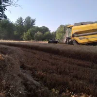 فروش کلش گندم