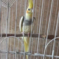 عروس هلندی
