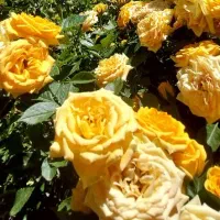 ویلا  باغ  اجاره  سی سخت