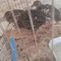 سه تا بلدرچین فروشی