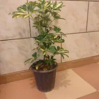 گل طبیعی