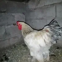 مرغ خروس برهما