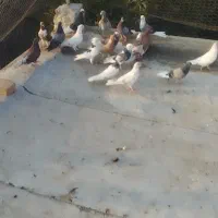 کفتر