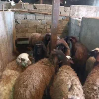 گوسفند قربانی بازبح اسلامی