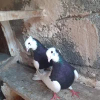 کبوتر رنگی اس