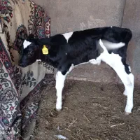گوساله نر