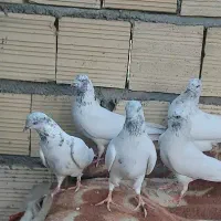 کبوتر پرشی درجه ۱