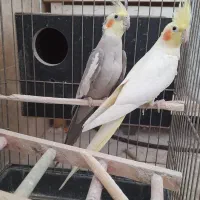 عروس هلندی مولد