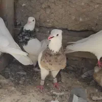 طوقی خالدار ***