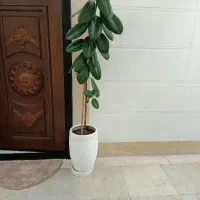 گل فیکوس‌
