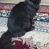 گربه|گربه|همدان, |دیوار