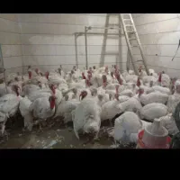 بوقلمون زنده سفید گوشتی پرورشی