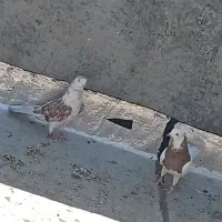 کبوتر