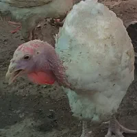 بوقلمون گوشتی