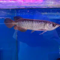 اروانا گلدن هایبک ۲۲سانت