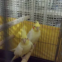 عروس هلندی سالم و سر حال.  مولد جوجه داده