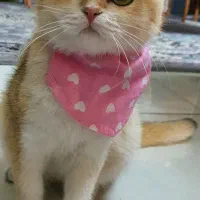 گربه اسکاتیش 48 ملیون ماده