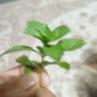نعناع (خولیواش)