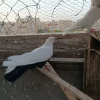 کفتر