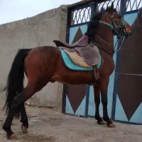 اسب